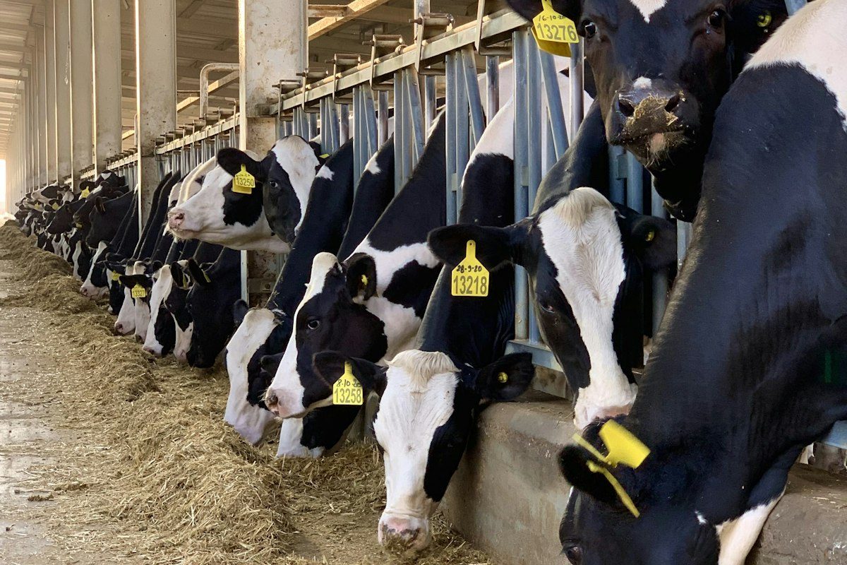 Milchkühe fressen im Laufstall eines landwirtschaftlichen Betriebs
