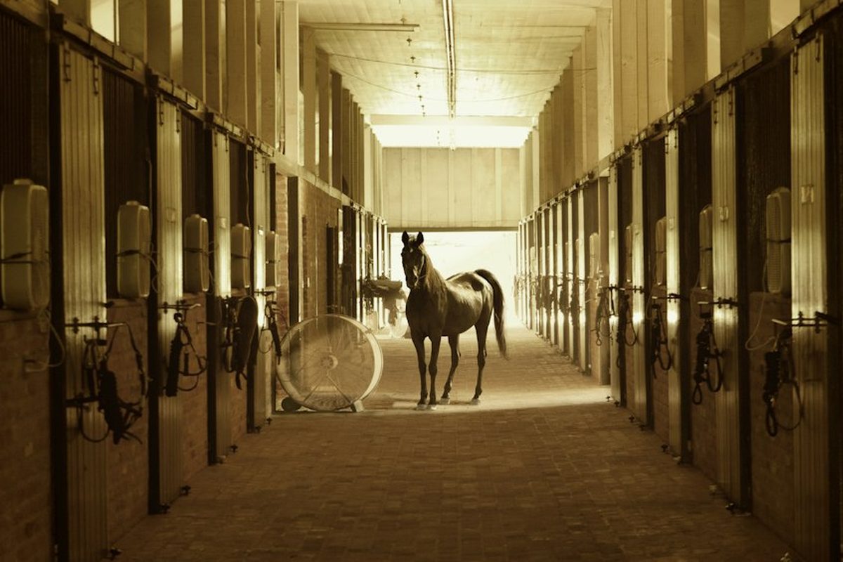 Stallgasse eines Pferdebetriebs mit Pferdeboxen und einem Pferd